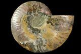 Agatized Ammonite Fossil (Half) - Crystal Pockets #114929-1